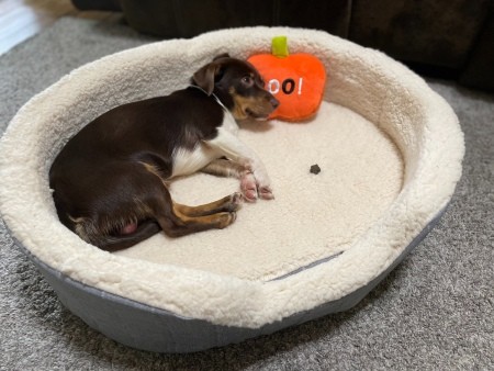 A small dog in a bed.