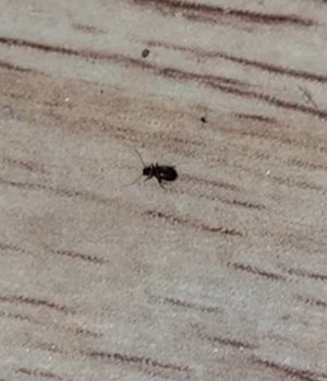 A small bug on a wooden floor.