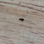 A small bug on a wooden floor.