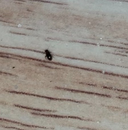 A small bug on a wooden floor.