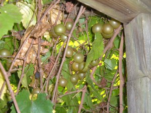 Grapes growing on a vine.