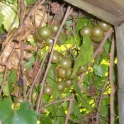 Grapes growing on a vine.