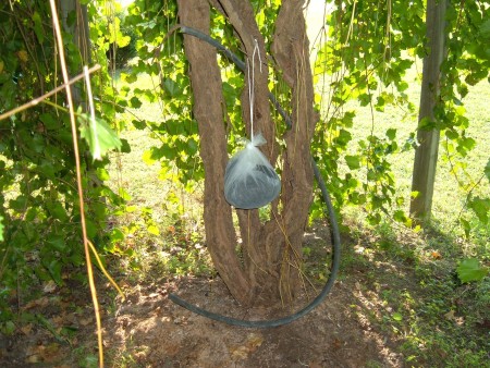 A bag of dog hair hanging near the grapes.