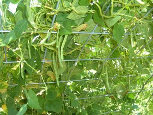 A wire frame to grow beans on.