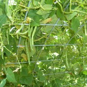 A wire frame to grow beans on.