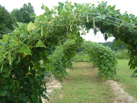 A wire frame to grow beans on.