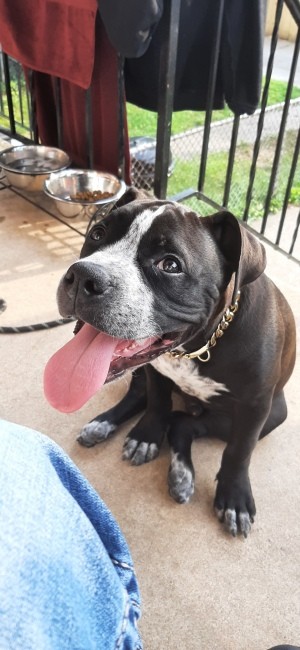 A dog looking up at the camera.