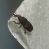 A small bug on a towel.