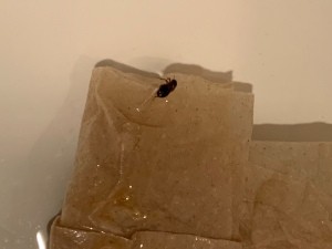 A bug on a piece of paper.