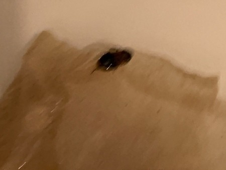 A bug on a piece of paper.