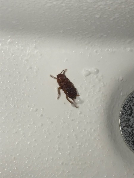 A bug in a white sink.