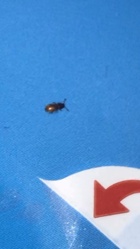 A bug on a blue surface.