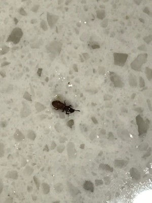 A bug on a marble countertop.
