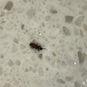 A bug on a marble countertop.