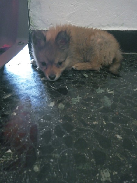 A small dog on hard flooring.