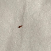 A small bug on a white surface.