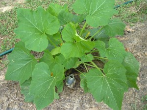 A bottle planted near a plant.