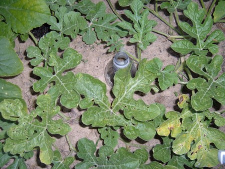 A bottle planted near a plant.