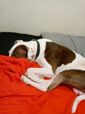 A brown and white dog on a red blanket.