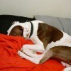 A brown and white dog on a red blanket.