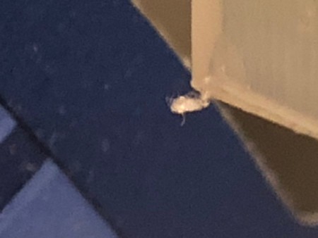 A small fuzz on a corner of a box.