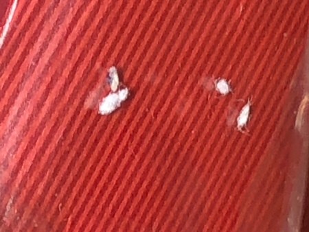 A white fuzz on a red item.