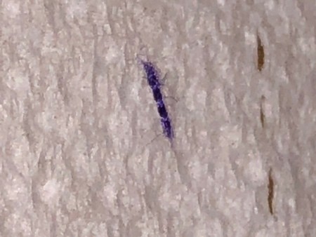 A blue-purple fuzz on a light background.
