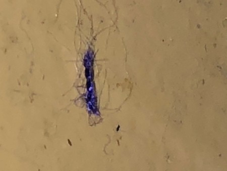 A blue-purple fuzz on a light background.