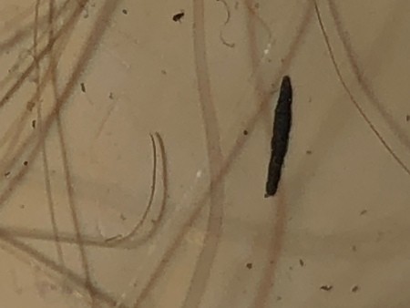 A close up of a biting insect.