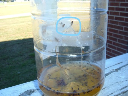 Cutting a V shaped hole in a bottle for a gnat trap.