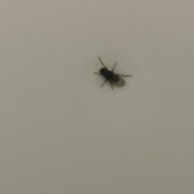 A fly on a white surface.