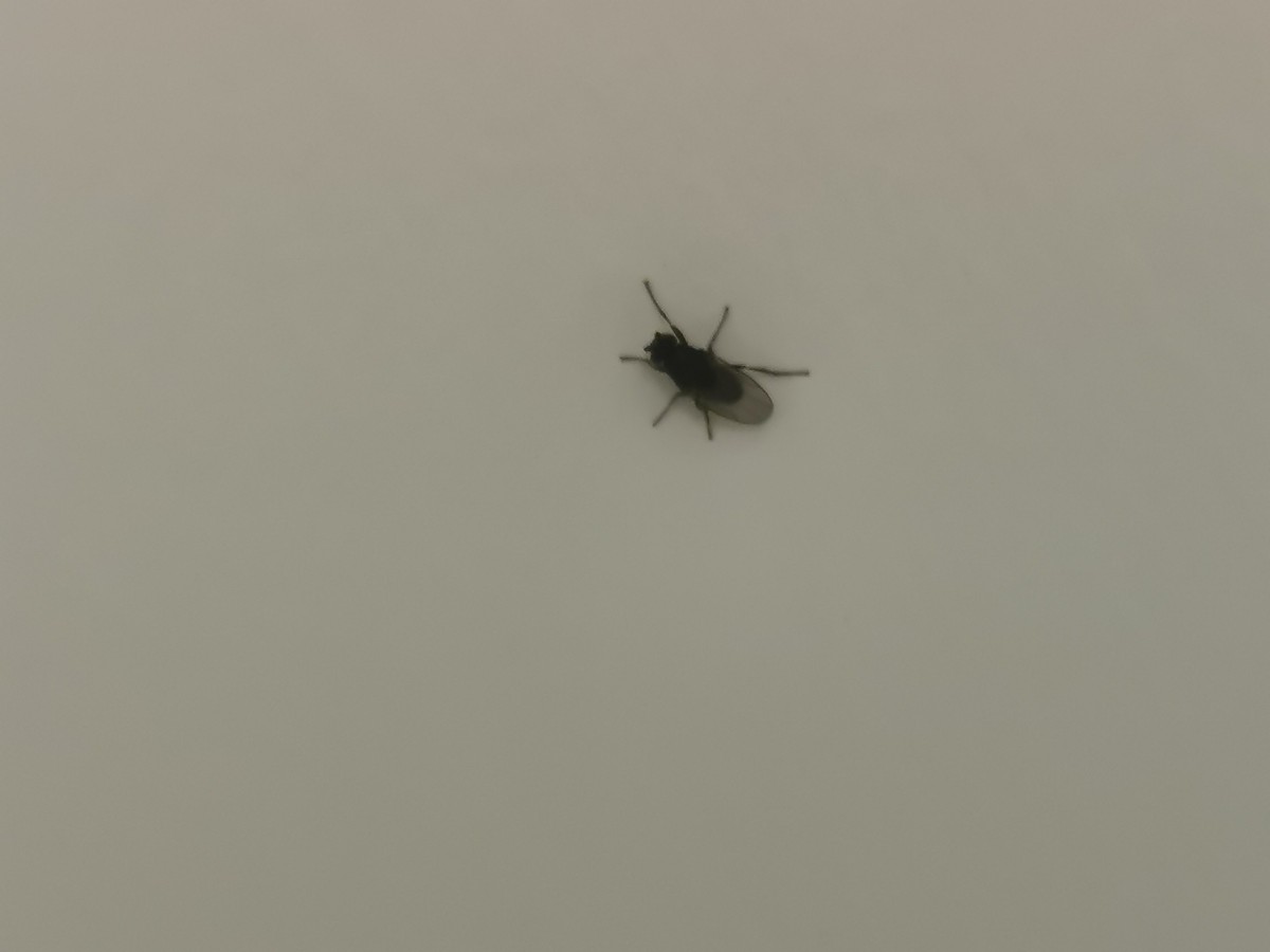 What Are Little Flies That Jump
