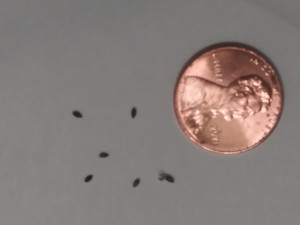 Small black seeds or bugs.