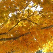 A tree with yellow leaves in fall.