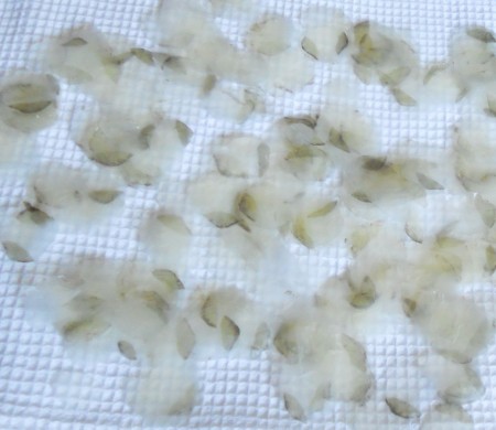 Drying the washed fish scales.