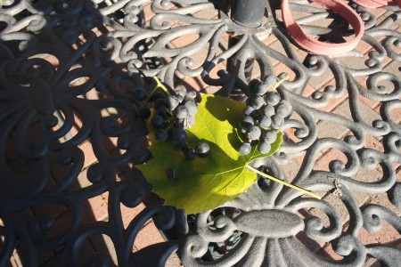 A grapevine with small grapes.