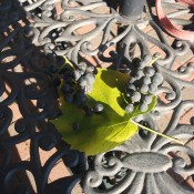 A grapevine with small grapes.