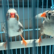 Two zebra finches in a cage.