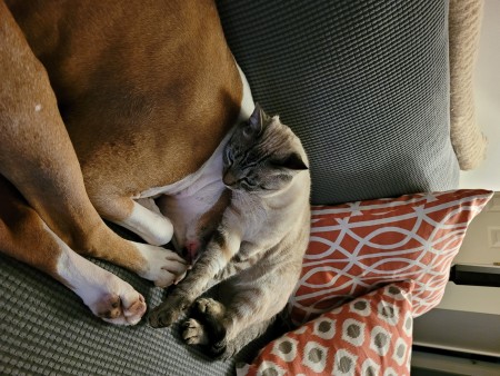 A dog and a cat cuddling.