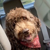 A brown dog in the back seat of a car.