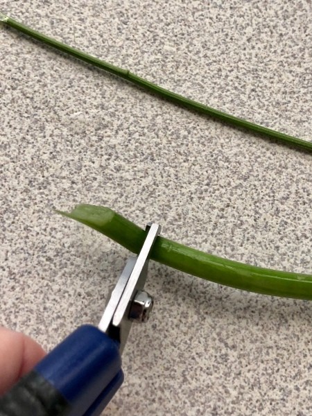 Cutting off the end of the flower stem.