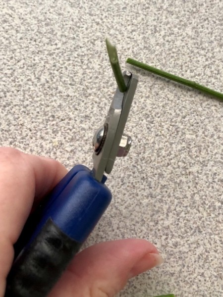 Cutting off the end of the flower stem.