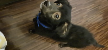 A small black dog on the floor.