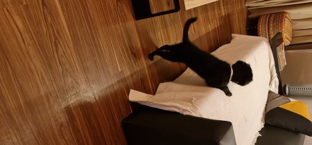 A small black puppy jumping on a couch.