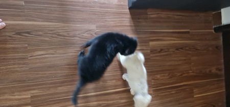 A black dog and a white dog on the floor.