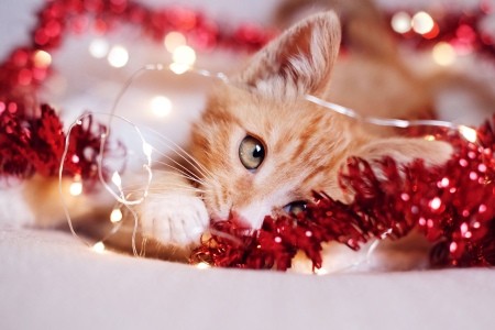 A cat playing with tinsel.