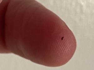 A small brown bug on a fingertip.