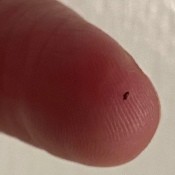 A small brown bug on a fingertip.