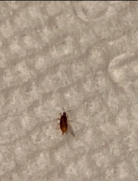 A small brown bug on some bedding.
