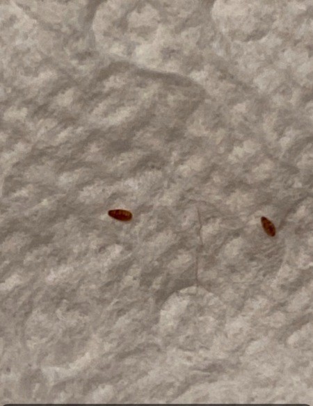 A small brown bug on some bedding.